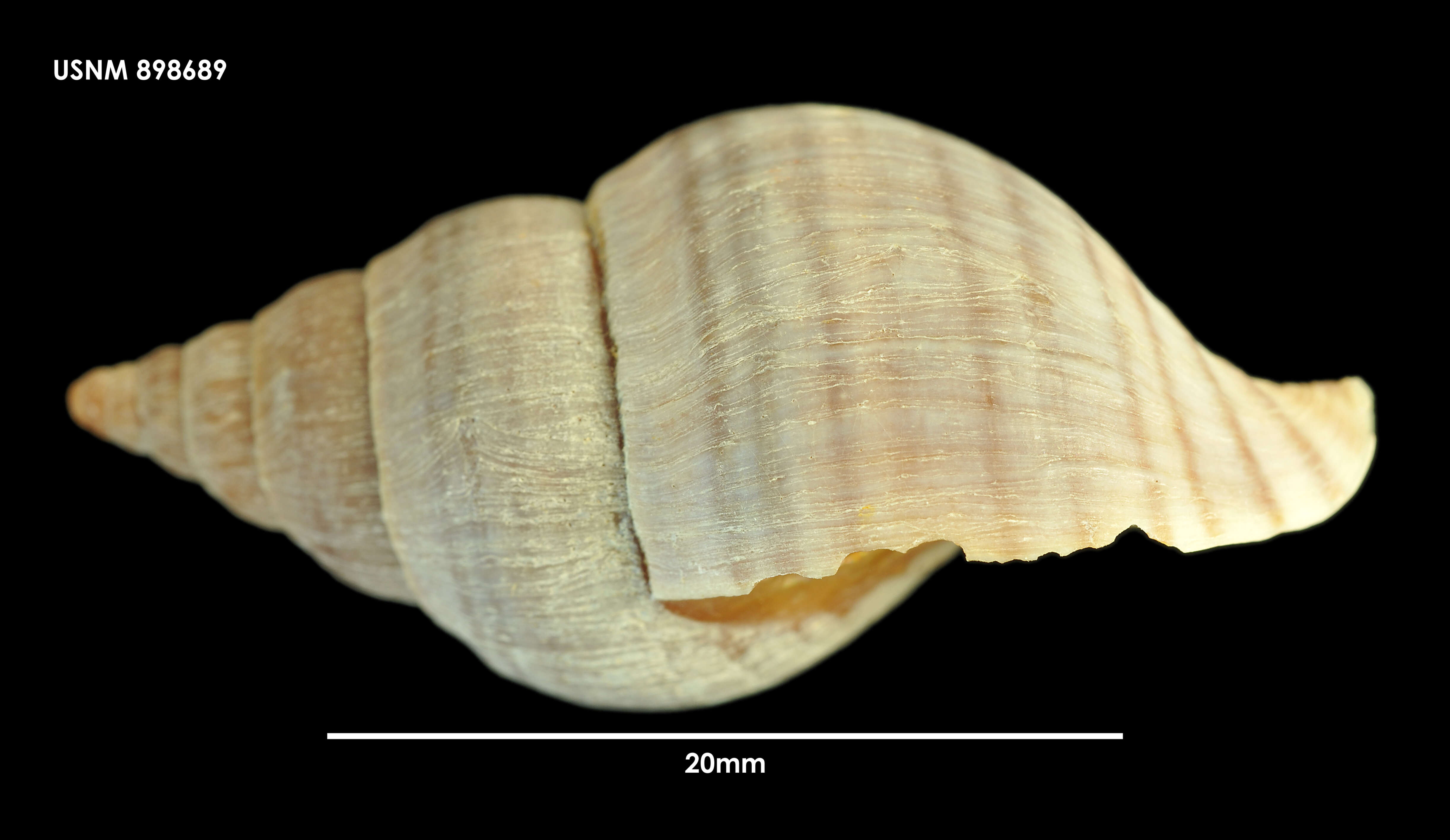 Image of Buccinulum pertinax pertinax