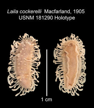 Image of Limacia O. F. Müller 1781