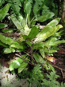 Elaphoglossum crassicaule Copel. resmi