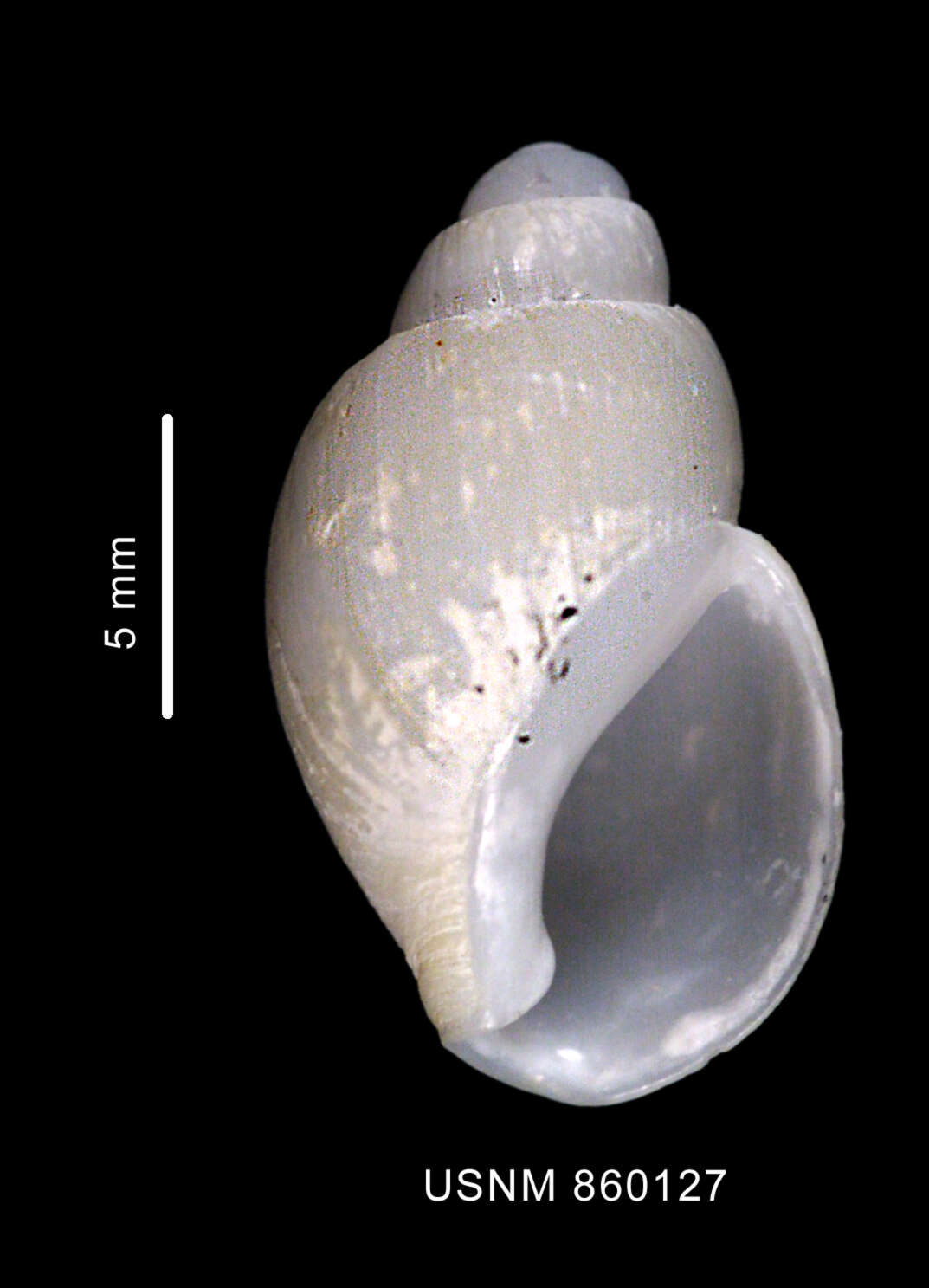 Image of Buccinoidea Rafinesque 1815