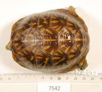 Image of Ornate Box Turtle