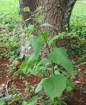 صورة Sigesbeckia orientalis L.