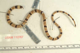 Image of Variegated False Coral Snake.