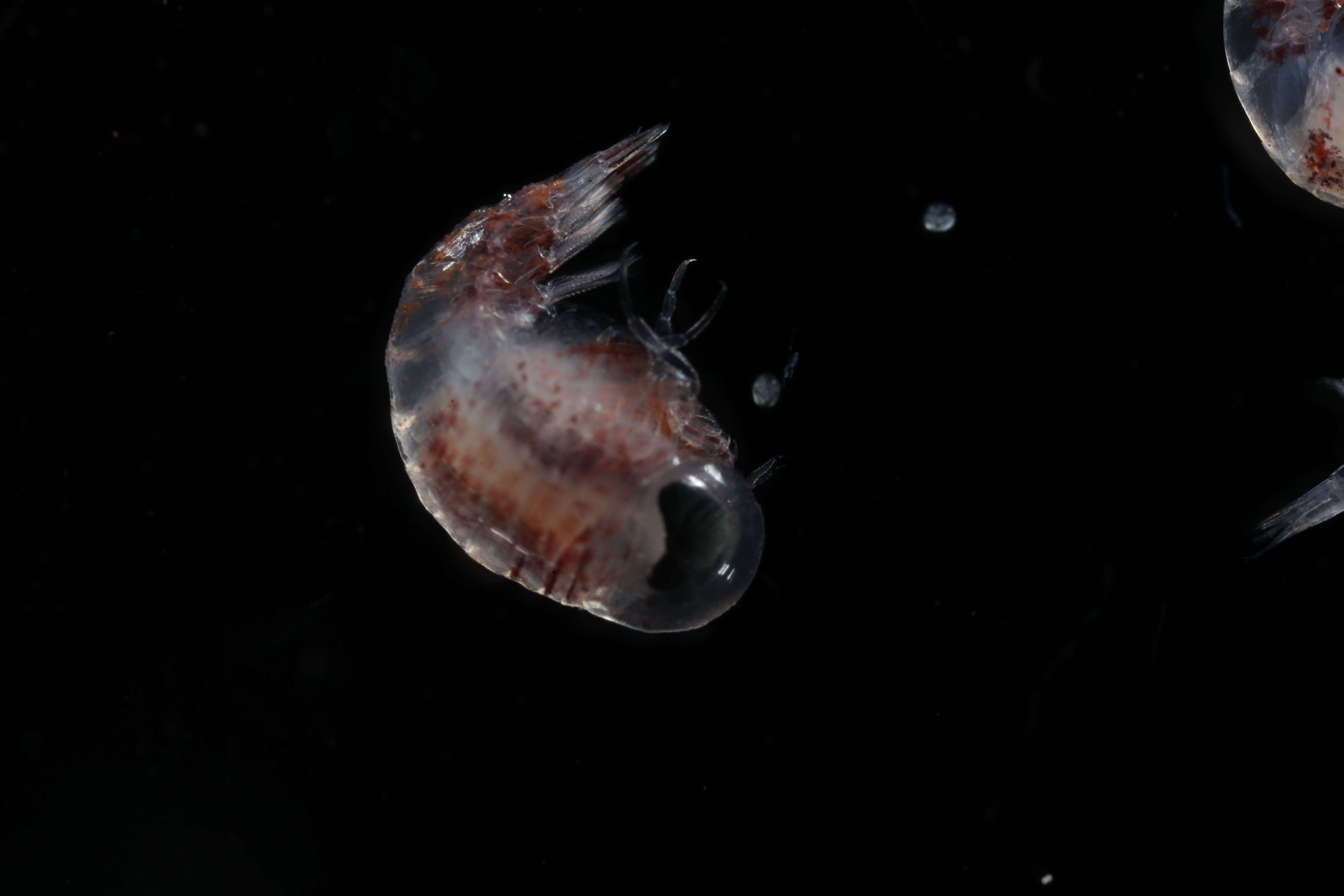 Image of Amphipoda