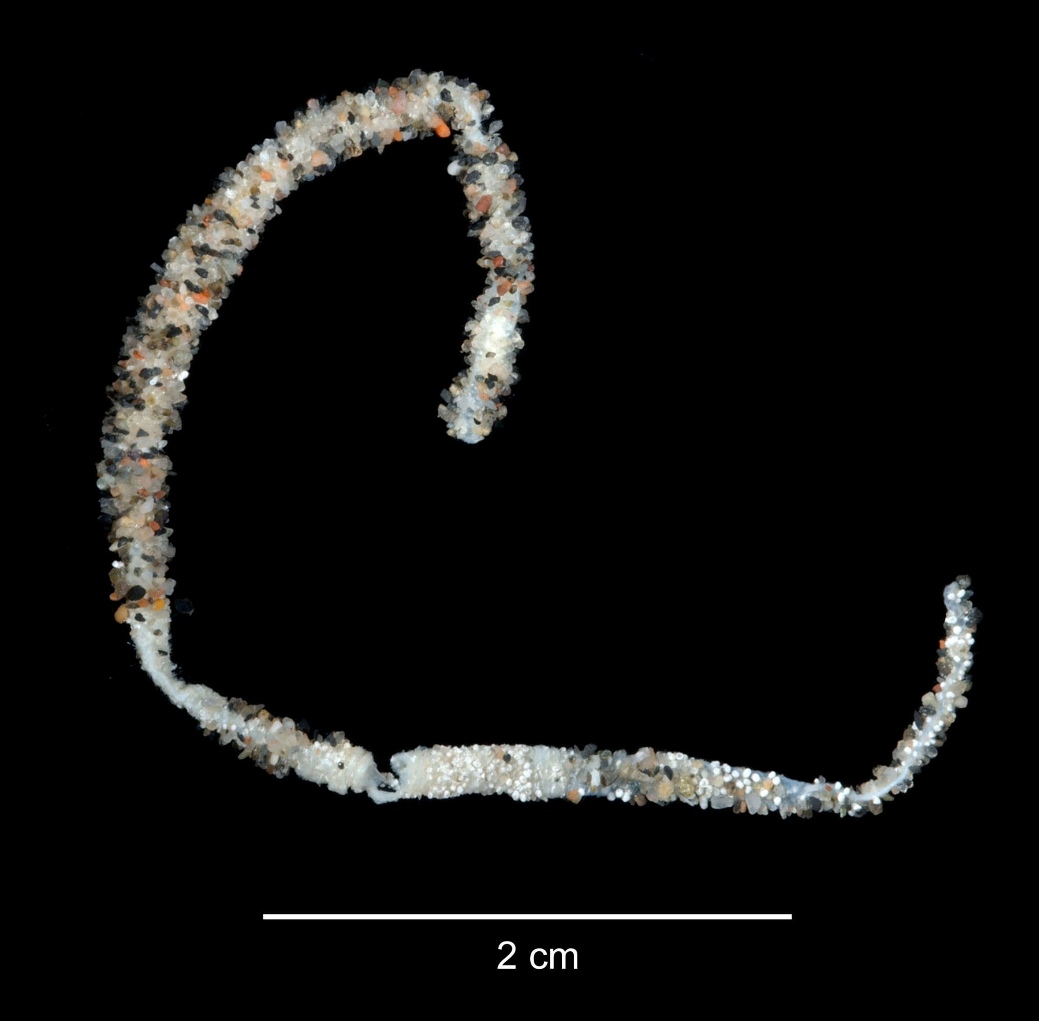 Image of Galathowenia scotiae (Hartman 1978)