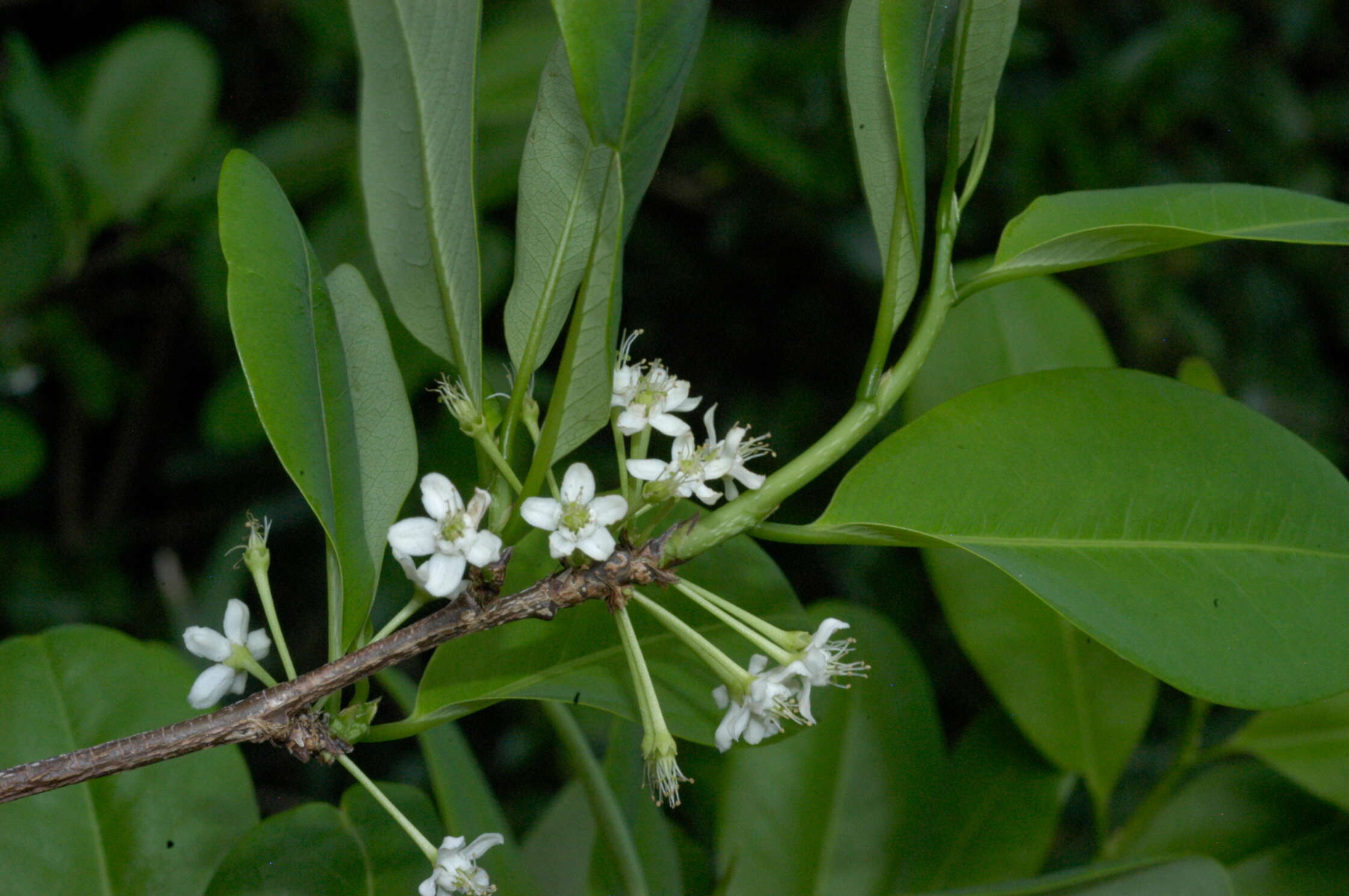 Image de Erythroxylum areolatum L.