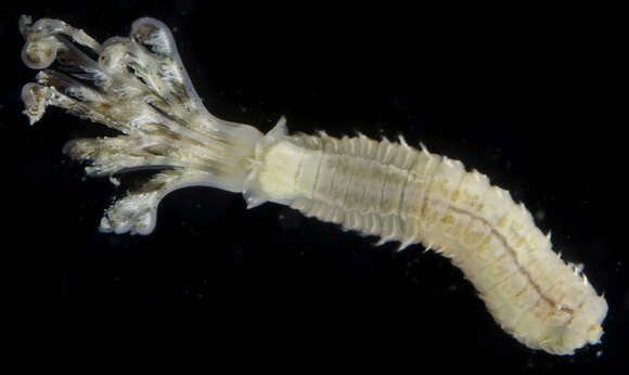 Image of Parasabella microphthalma (Verrill 1873)