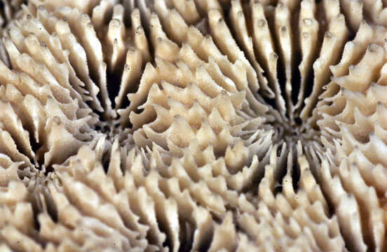 Image of Starry cup coral