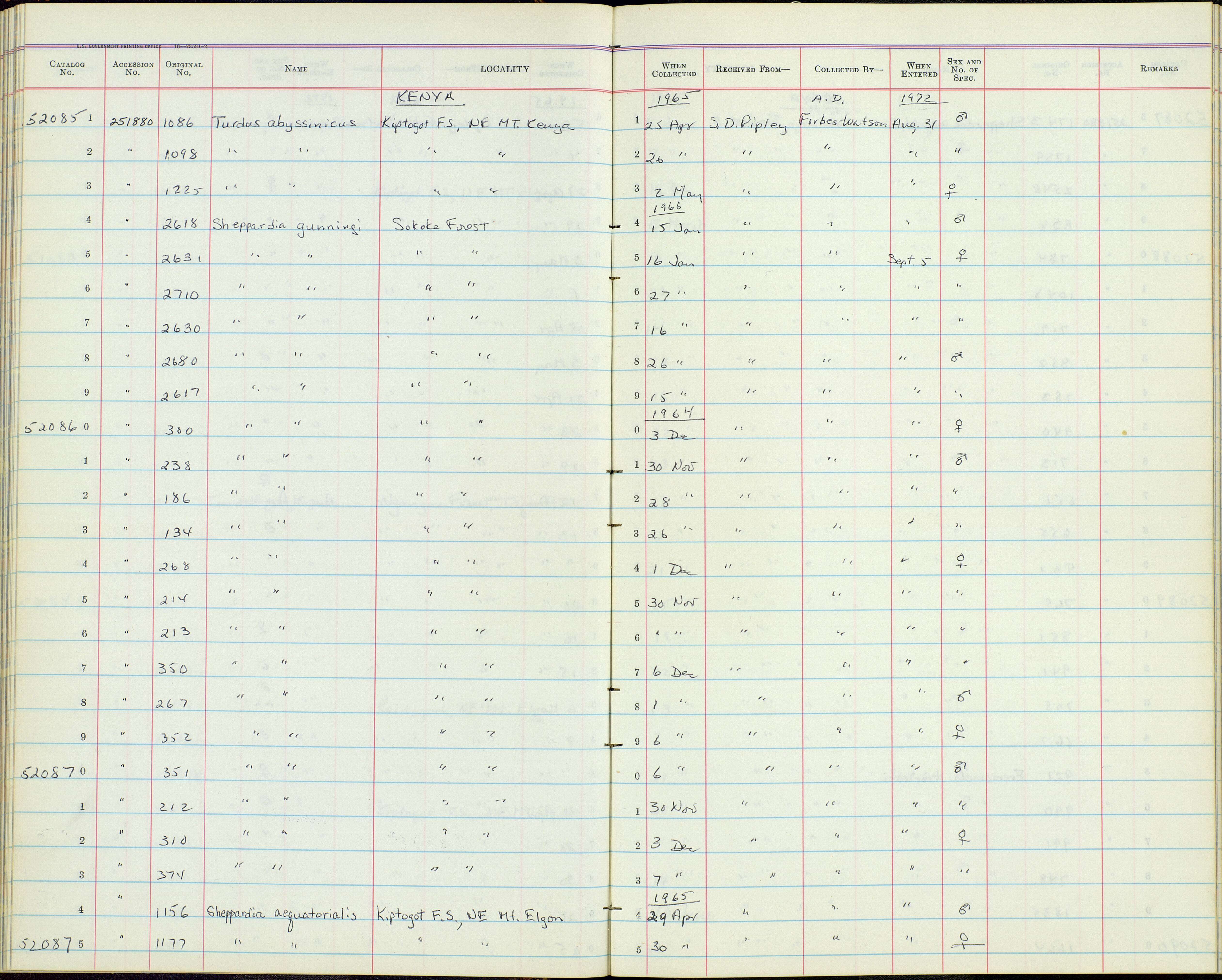 Sheppardia gunningi sokokensis (Van Someren 1921)的圖片