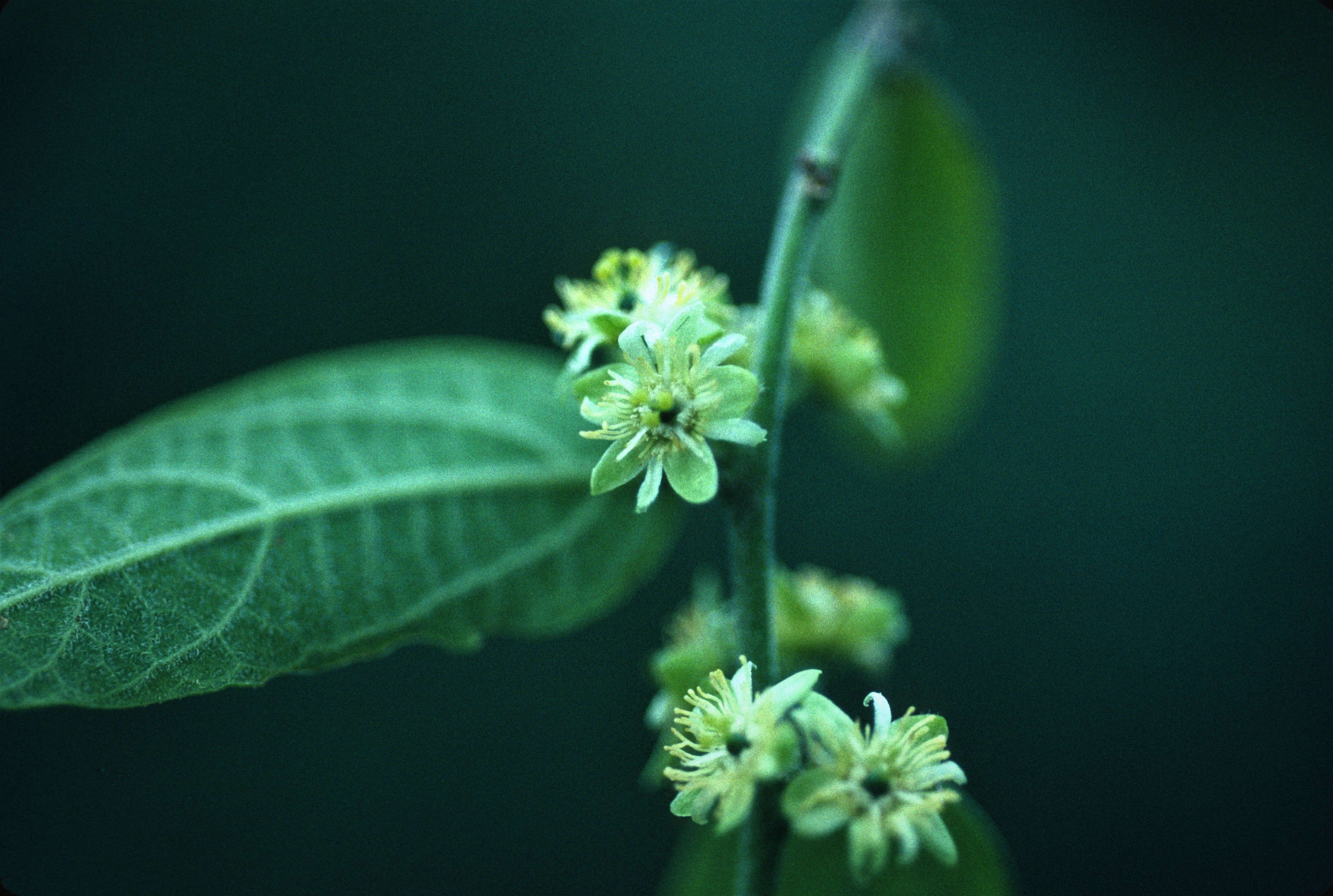 Image of whiteflower passionflower