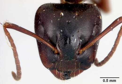 Image of Camponotus fallax (Nylander 1856)