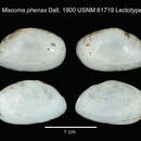 Image of Macoma phenax Dall 1900