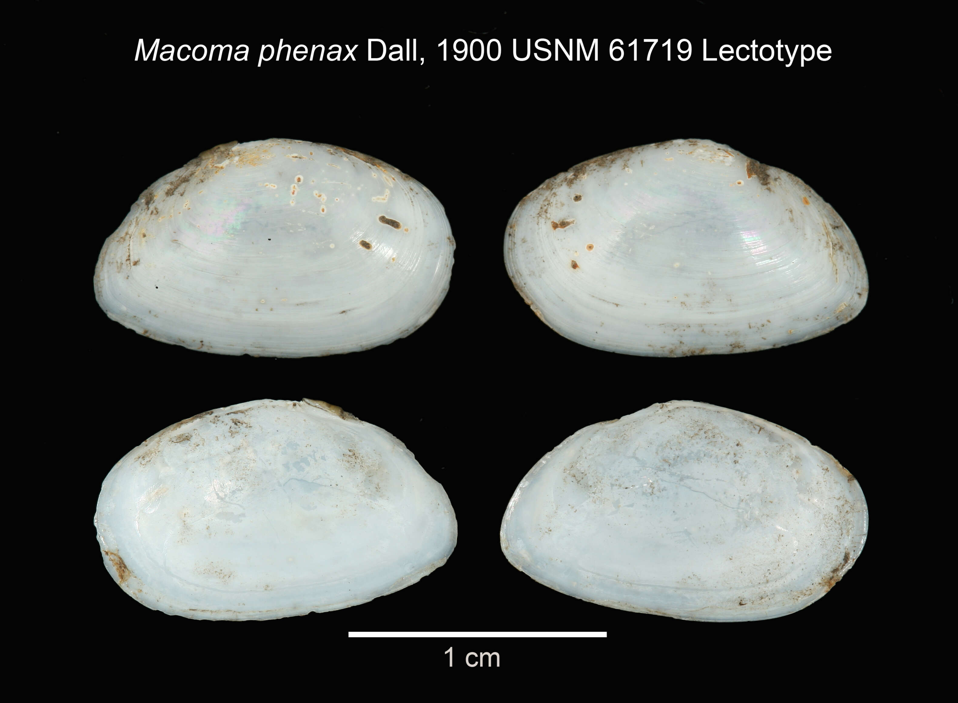 Image of Macoma phenax Dall 1900