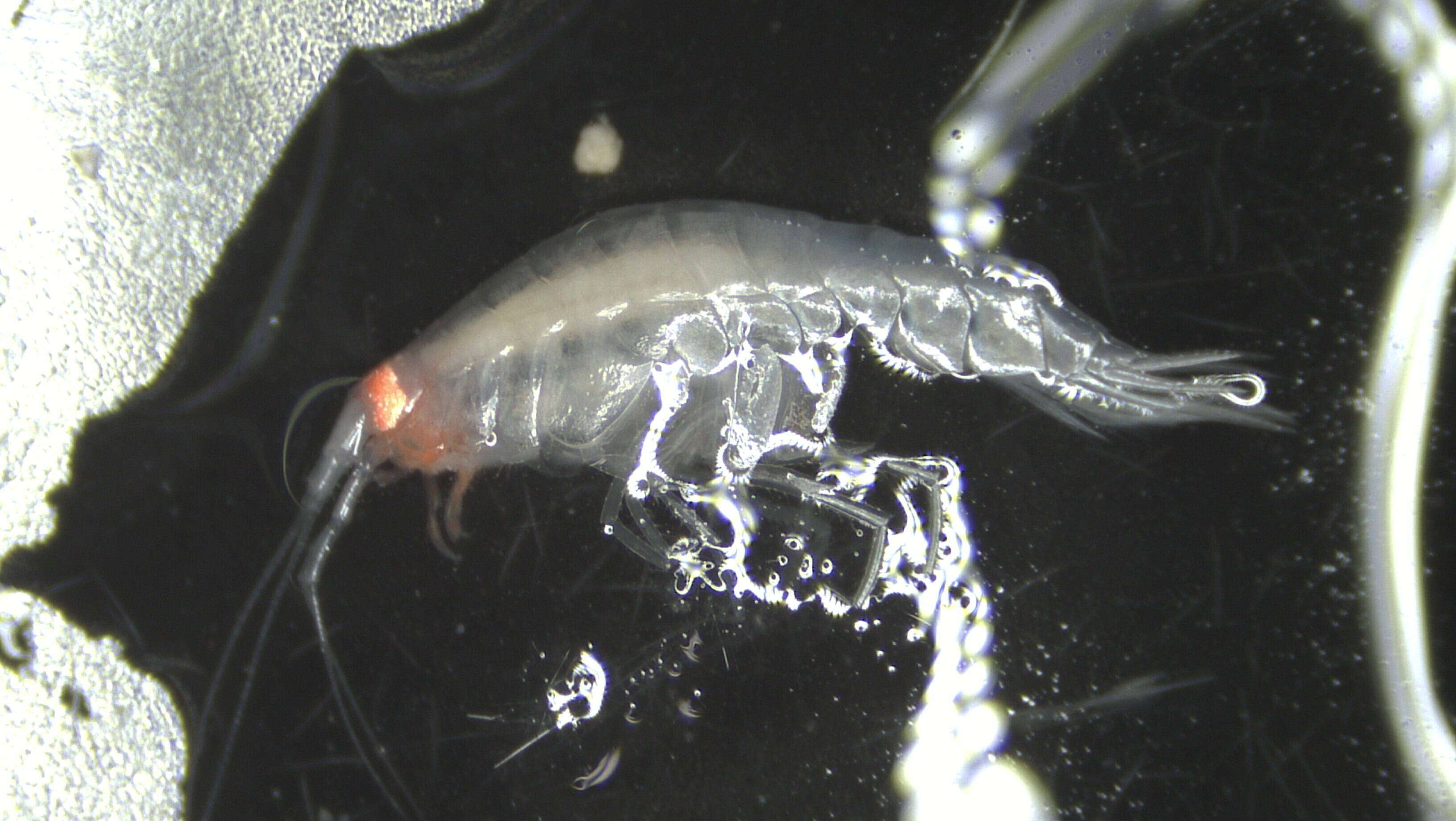 Image of Amphipoda