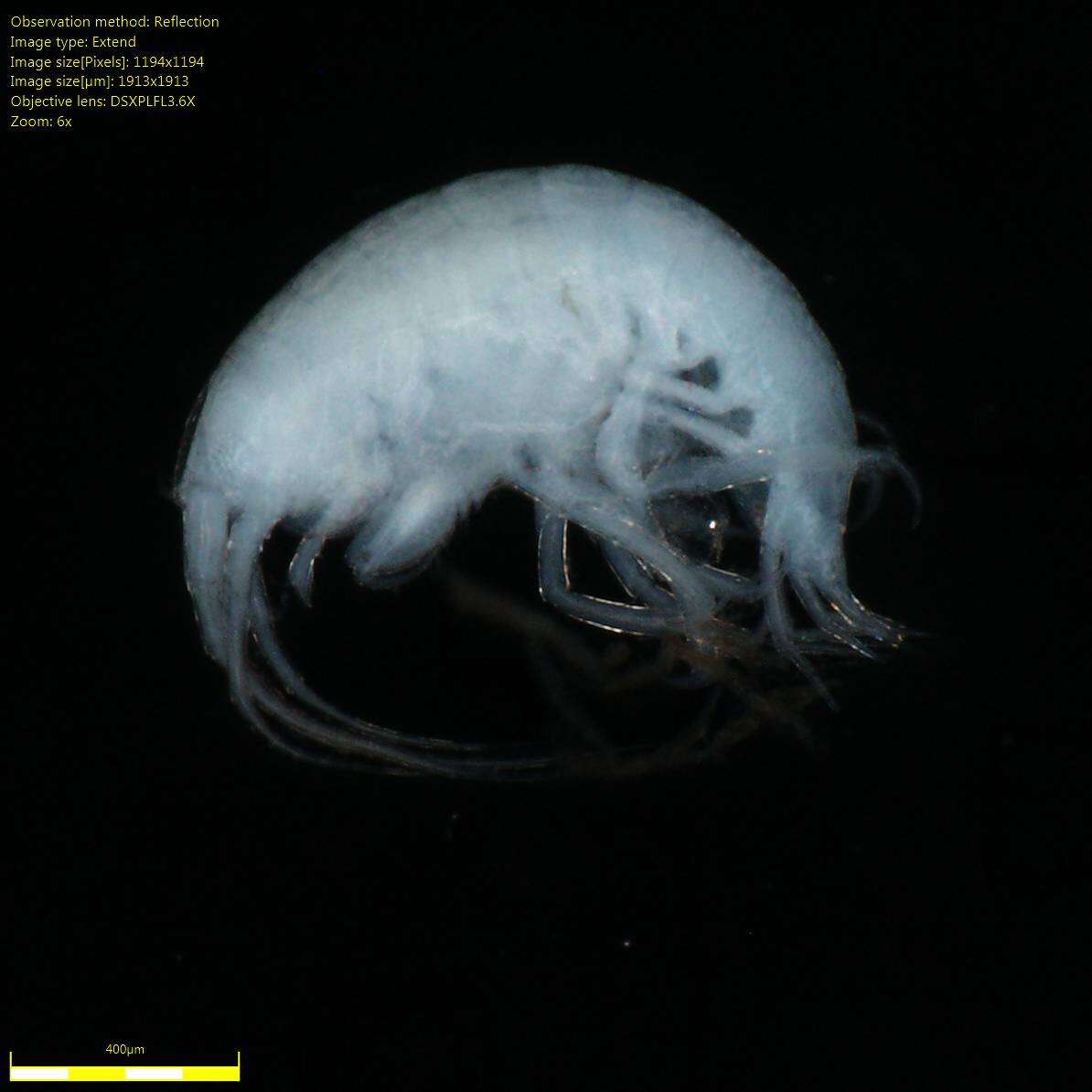 Image of Amphipoda