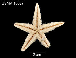 Image of Astropecten cingulatus Sladen 1883