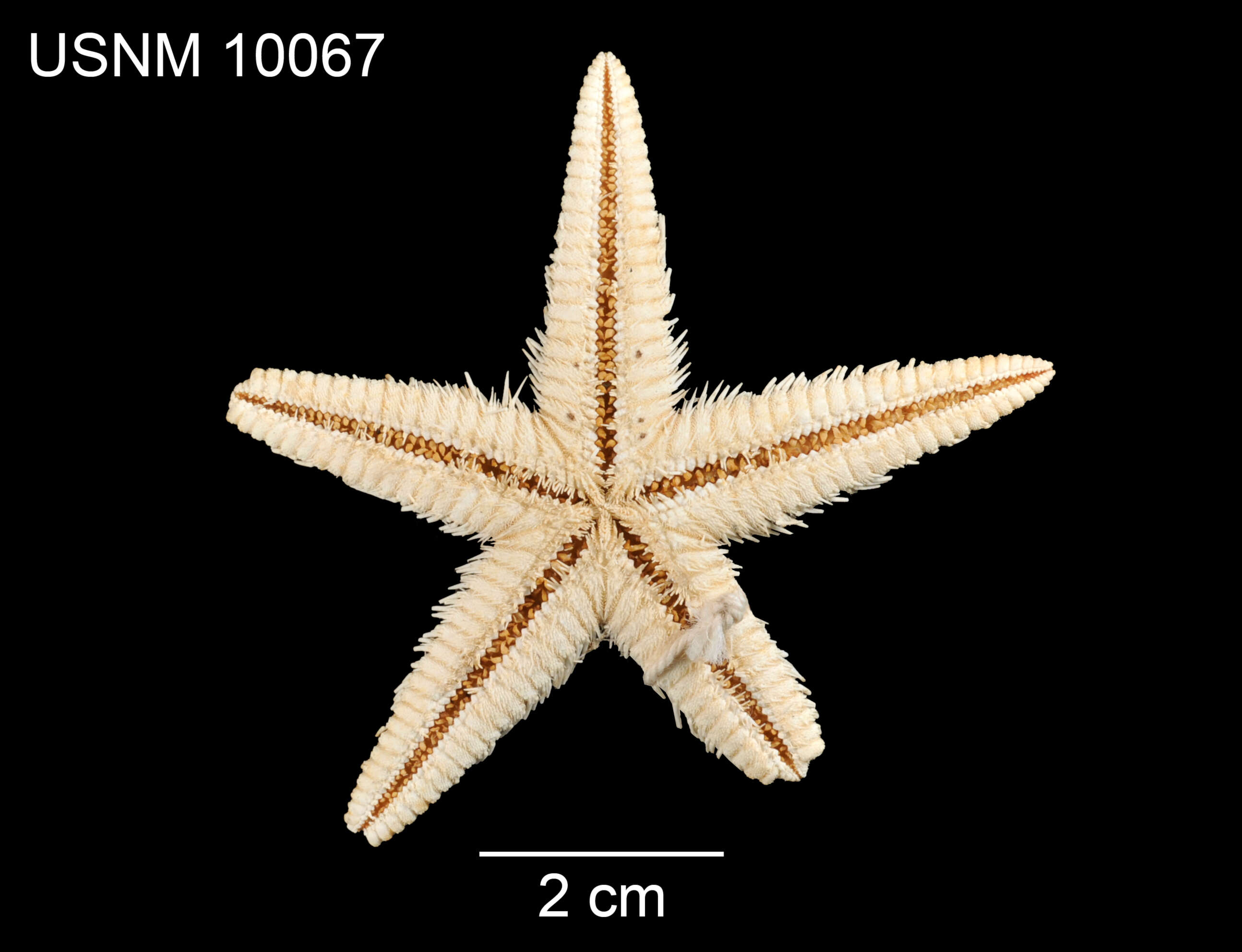 Image of Astropecten cingulatus Sladen 1883