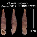 Imagem de <i>Clausilia acanthula</i> Heude