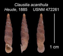 Image of <i>Clausilia acanthula</i> Heude
