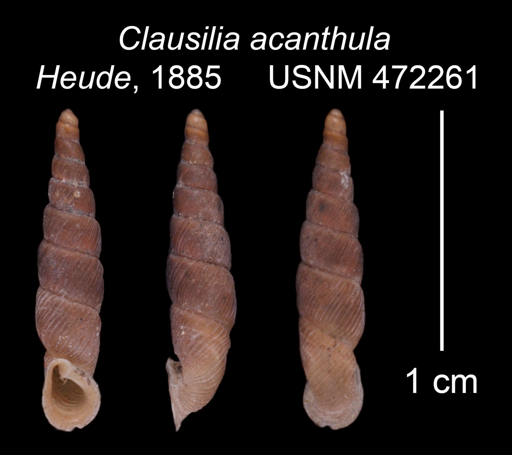 Image of <i>Clausilia acanthula</i> Heude