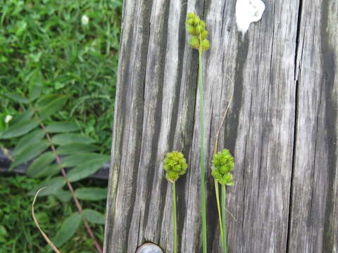 Plancia ëd Carex tribuloides Wahlenb.