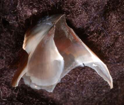 Image of Grimpoteuthis boylei Collins 2003