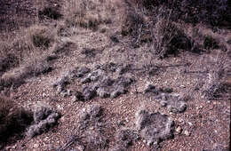 Image of ring muhly