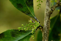 Image of Agonandra excelsa Griseb.