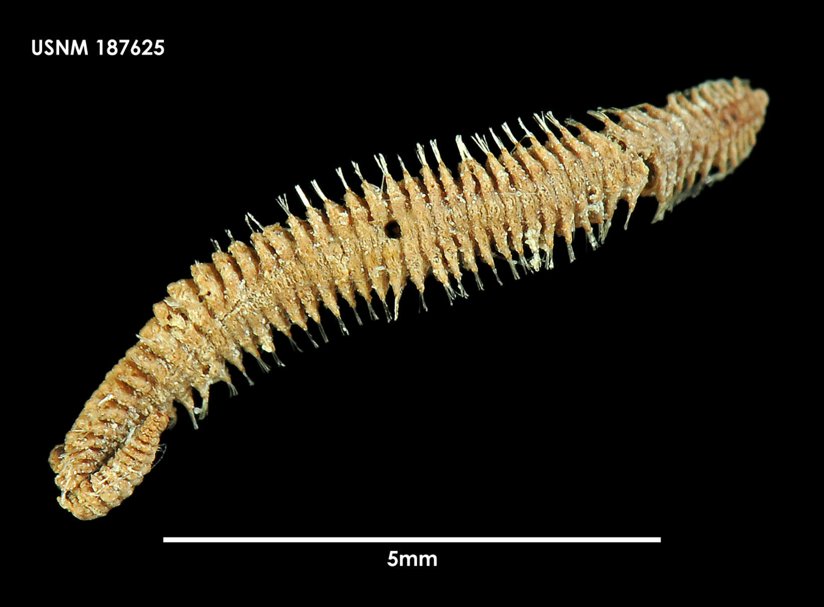 Sivun Nereiphylla Blainville 1828 kuva