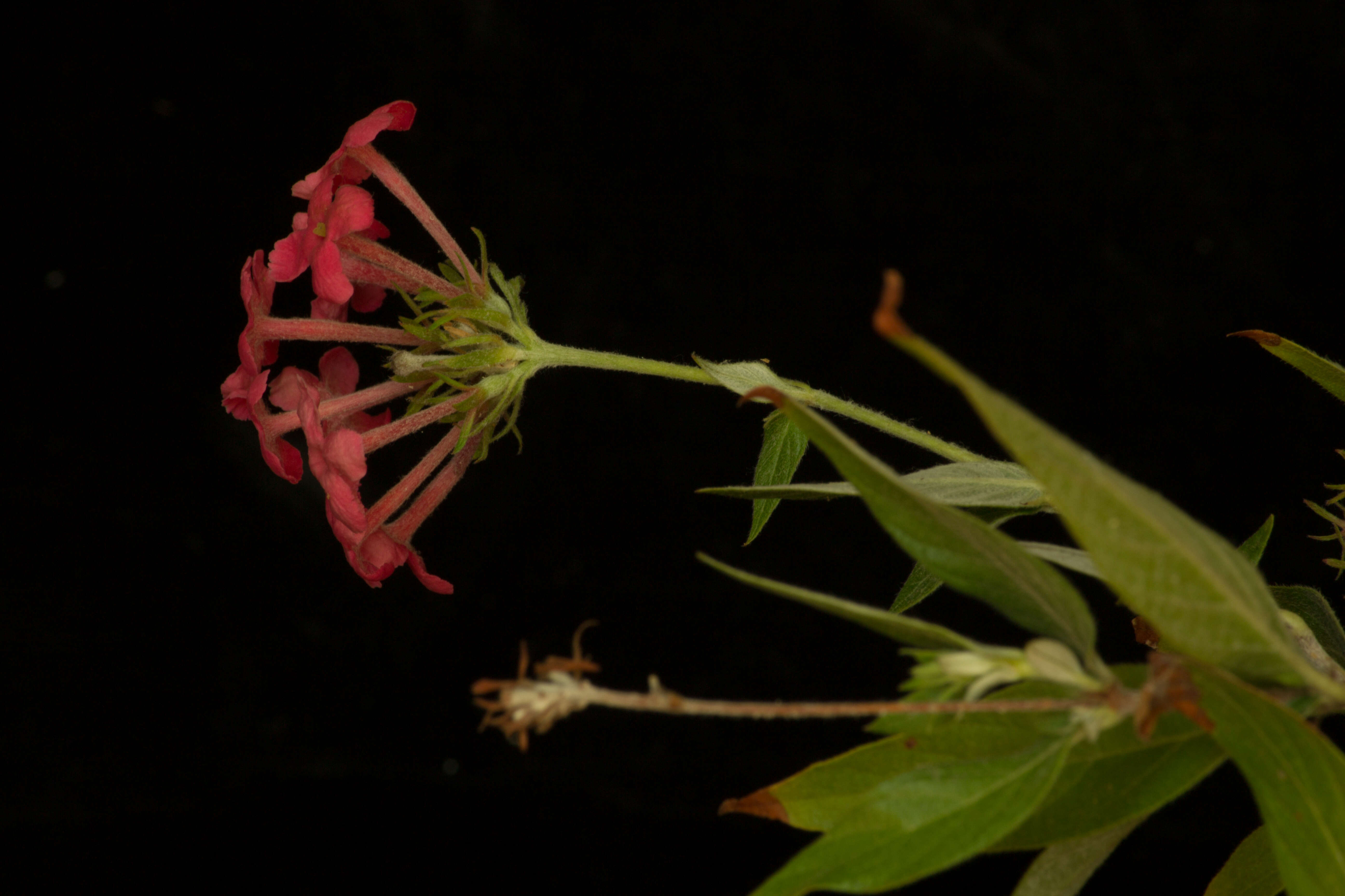 Image of Arachnothryx leucophylla (Kunth) Planch.