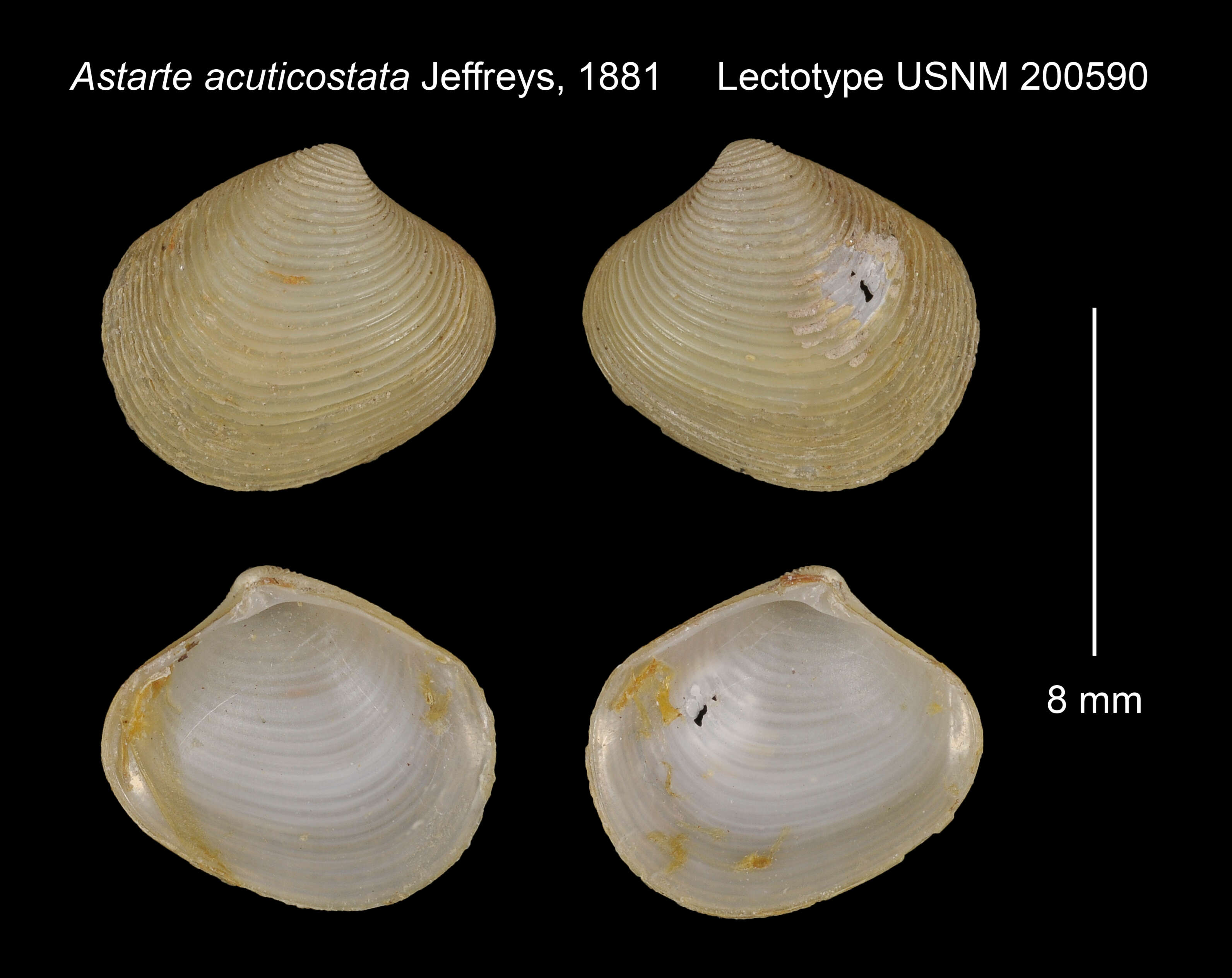 Image de Astarte acuticostata Friele 1877