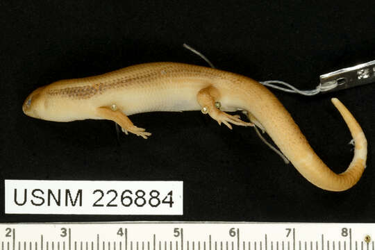 Image of Deignan Tree Skink