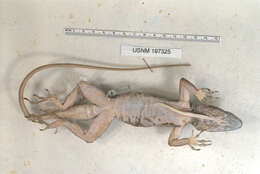 Image of Anolis baleatus lineatacervix Schwartz 1978
