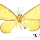 Image of Cortixa aurudaria Schaus 1901