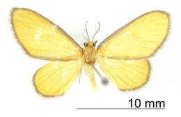 Image of Cortixa aurudaria Schaus 1901