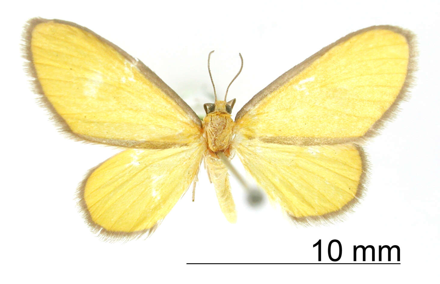 Image of Cortixa aurudaria Schaus 1901