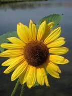 Image of common sunflower