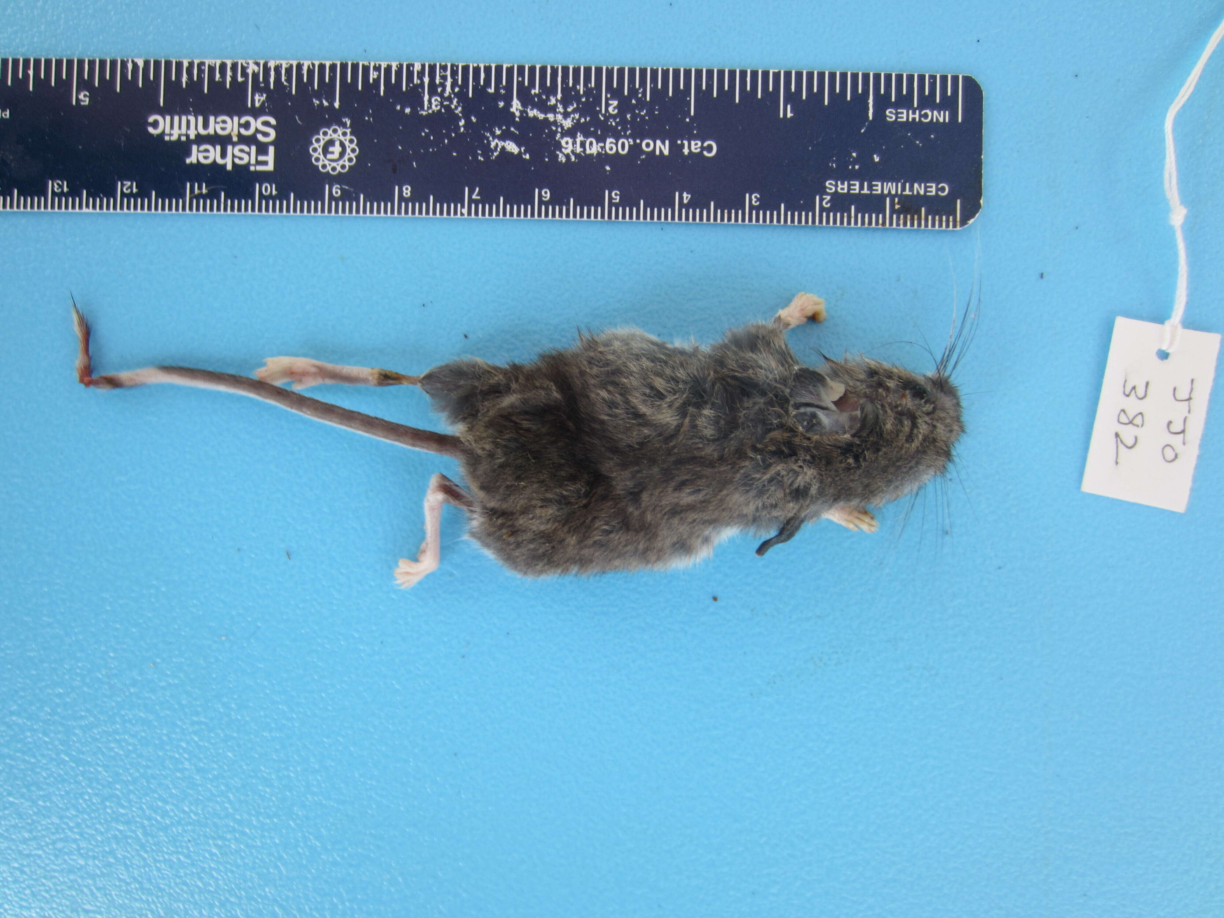 Image de Peromyscus maniculatus (Wagner 1845)