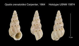 Image of Opalia crenatoides Carpenter 1864