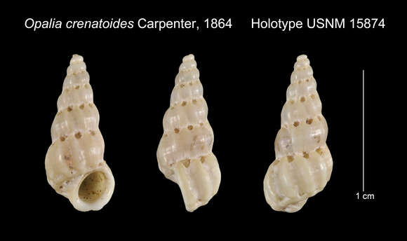 Image of Opalia crenatoides Carpenter 1864