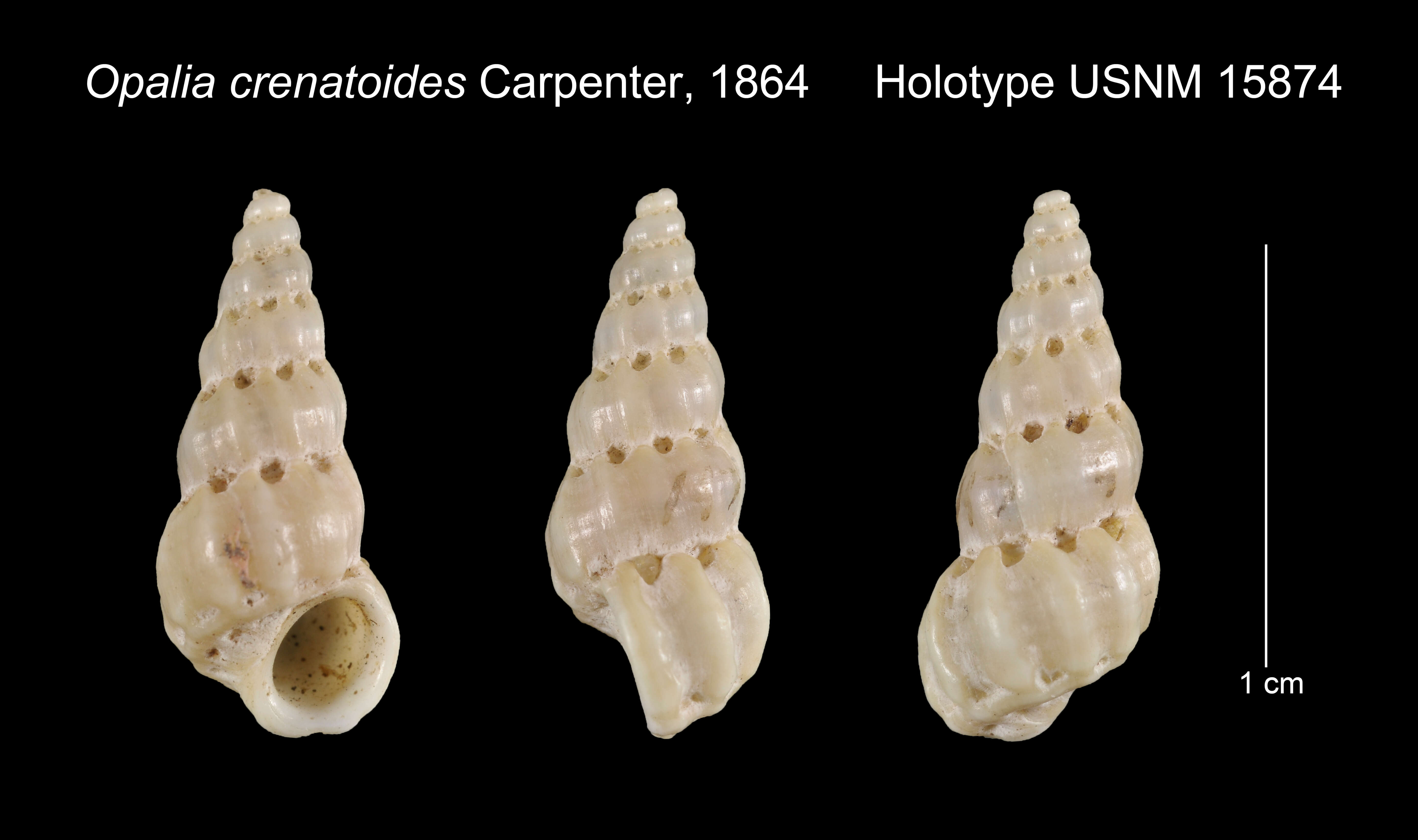 Imagem de Opalia crenatoides Carpenter 1864