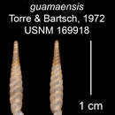 Image of Capillacea angustior guamaensis Torre & Bartsch