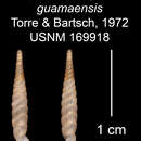 Capillacea angustior guamaensis Torre & Bartsch resmi