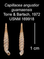 Imagem de Capillacea angustior guamaensis Torre & Bartsch