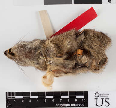 Image of Uinta ground squirrel