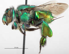 Image de Euglossa pleosticta Dressler 1982