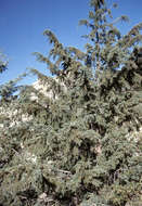 Image of Arizona Cypress