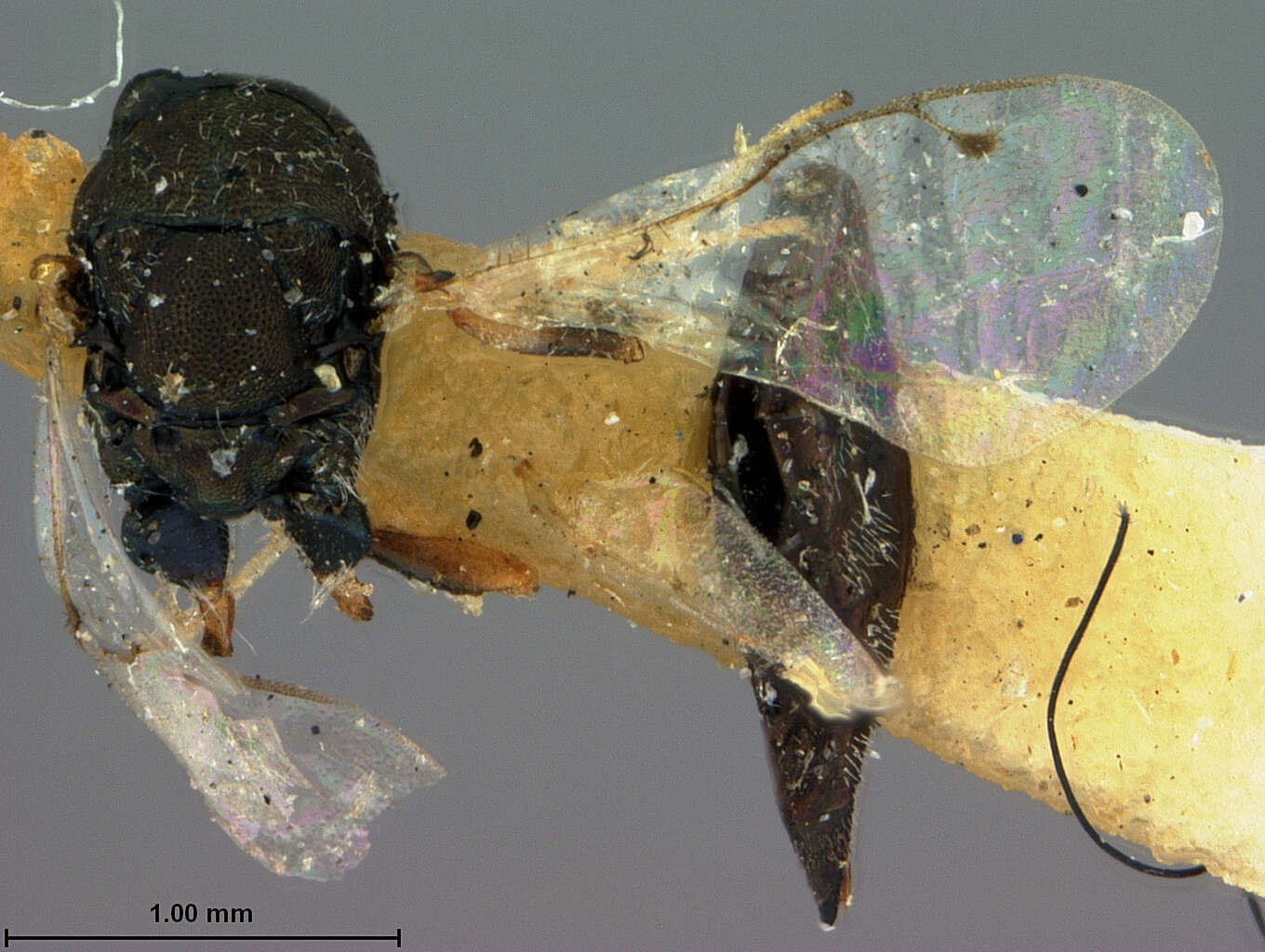 Dinotiscus elongatus (Ashmead 1888)的圖片