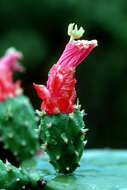 Image of cochineal nopal cactus