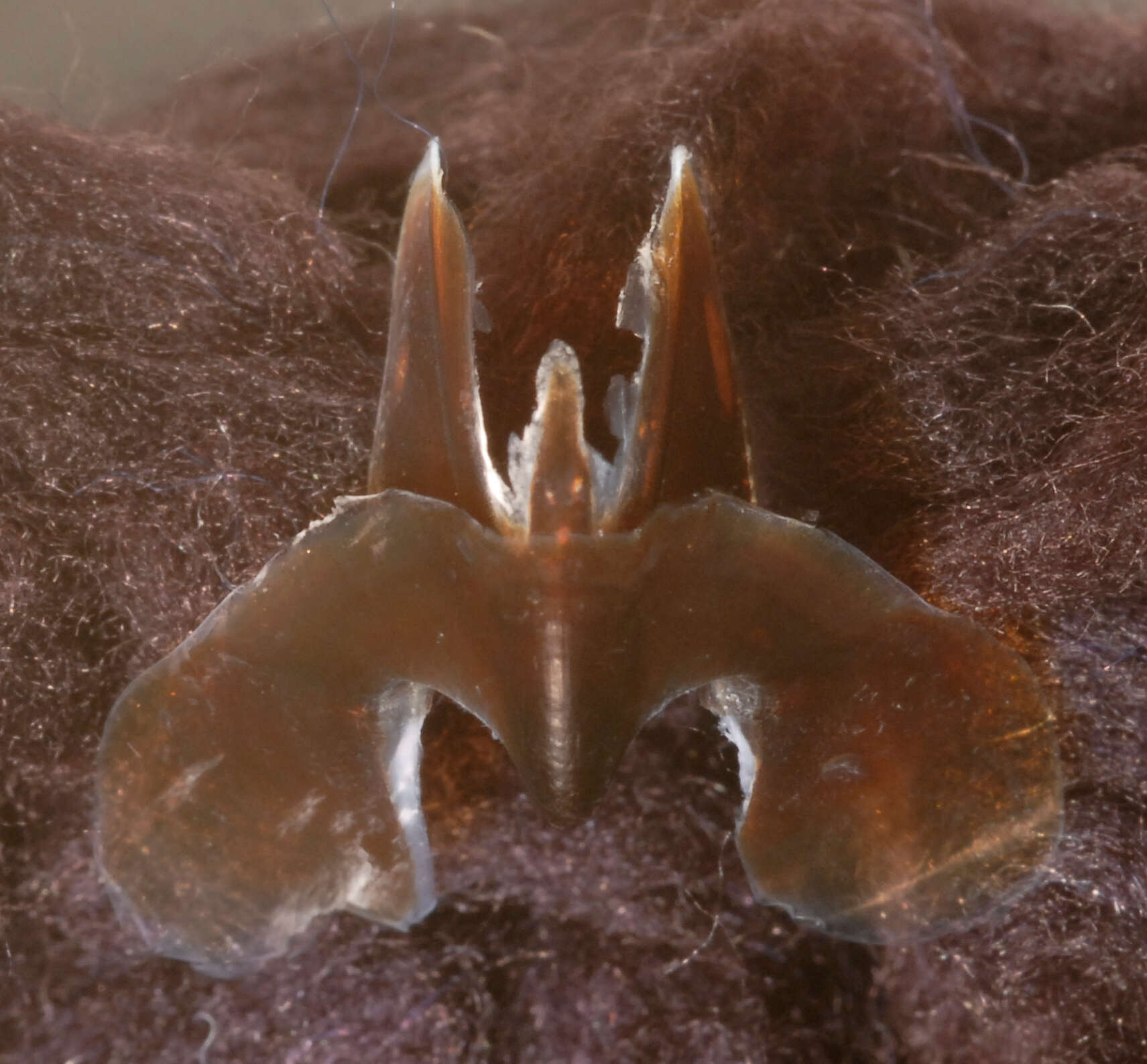 Image of Atlantic bird squid